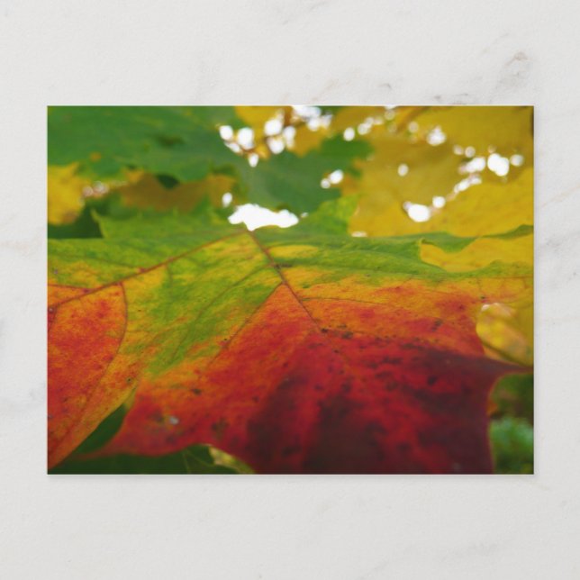 Farben der Ahornleaf Autumn Nature Fotografy Postkarte (Vorderseite)