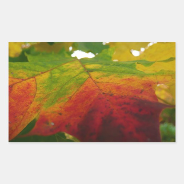 Farben der Ahornleaf Autumn Nature Fotografy Rechteckiger Aufkleber (Vorderseite)