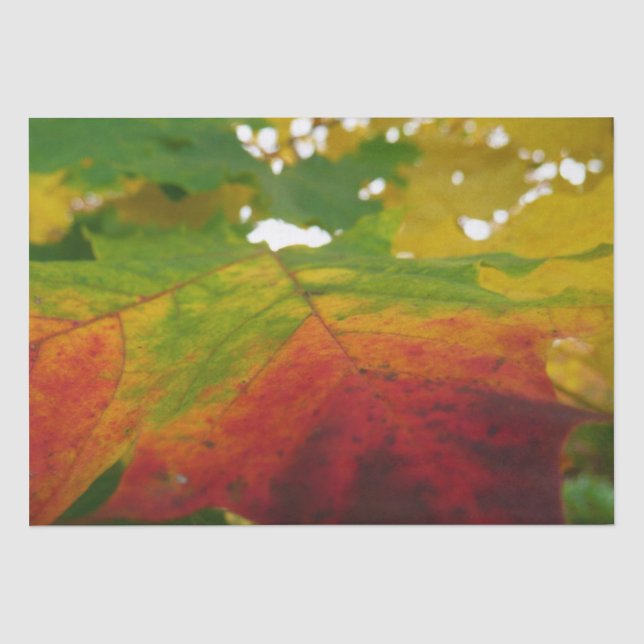 Farben der Ahornleaf Autumn Nature Fotografy Seidenpapier (Vorderseite)