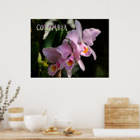 Farben der Kolumbien-Orchidee