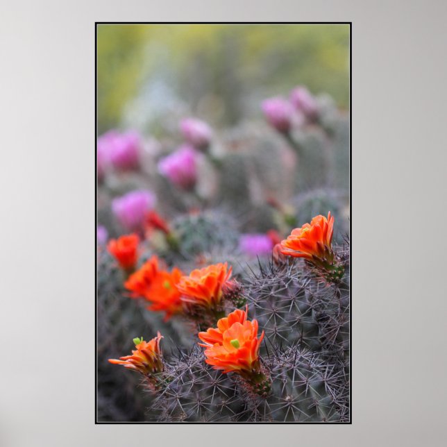 Farben der Wüste Poster (Vorne)