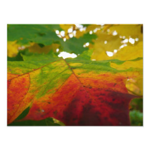 Farben des Ahornblattes Herbst Naturfotografie Fotodruck
