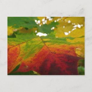 Farben des Ahornblattes Herbst Naturfotografie Postkarte