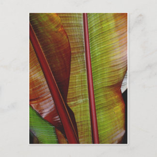 Farben des Dschungels Postkarte