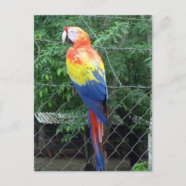 Farben des Scharlacharas Postkarte (Vorderseite)