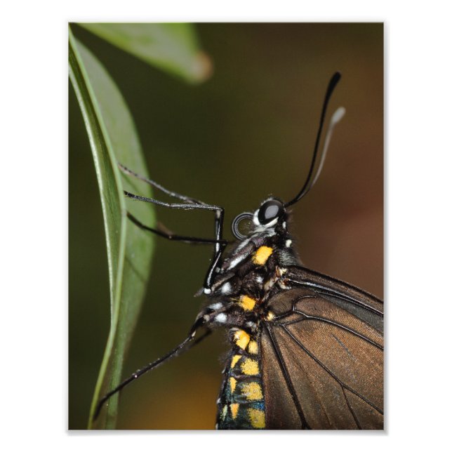 Farben eines Zebra-Langings Fotodruck (Vorne)