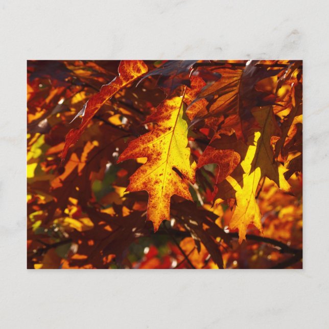 Farben im Herbst Postkarte (Vorderseite)