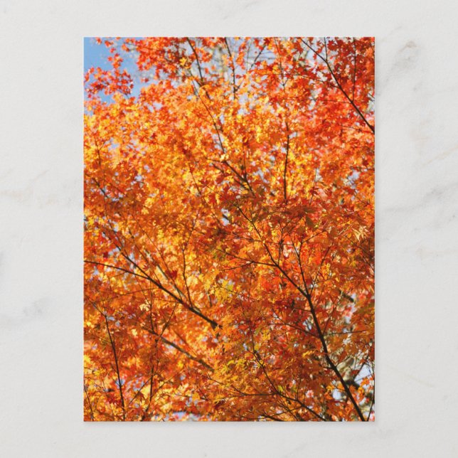 Farben im Herbst Postkarte (Vorderseite)