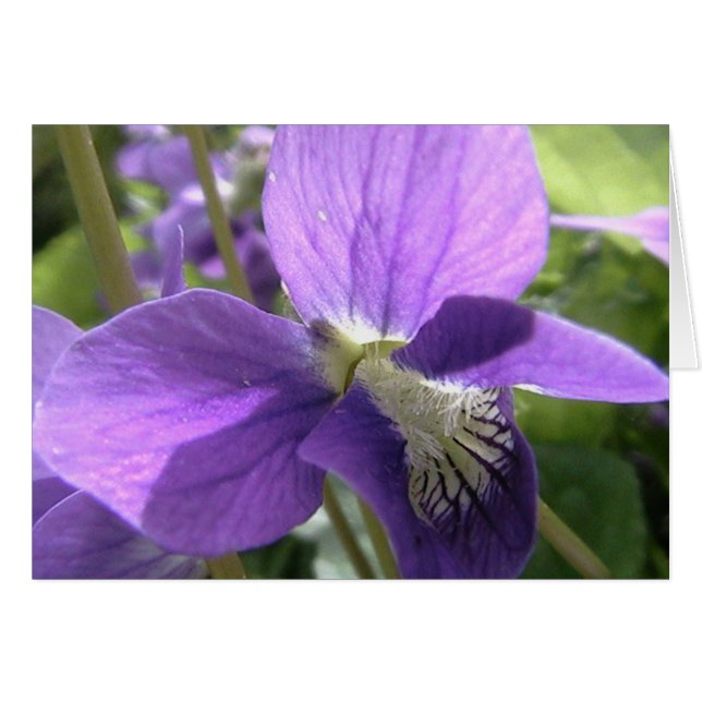 färben Sie mein Soul (Vorderseite (Horizontal))