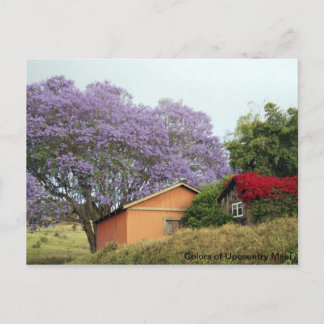 Farben von Up Country Maui Postkarte