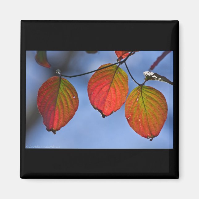 Farbenfroh beleuchteter Herbstleaves Trio Magnet (Vorne)