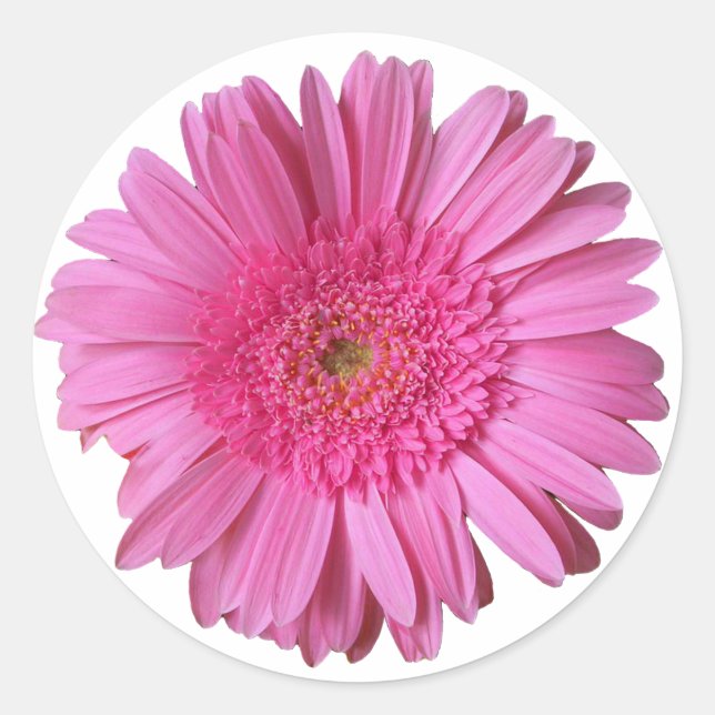 Farbenfroh, hell Pink Gerber Daisy Sticker (Vorderseite)