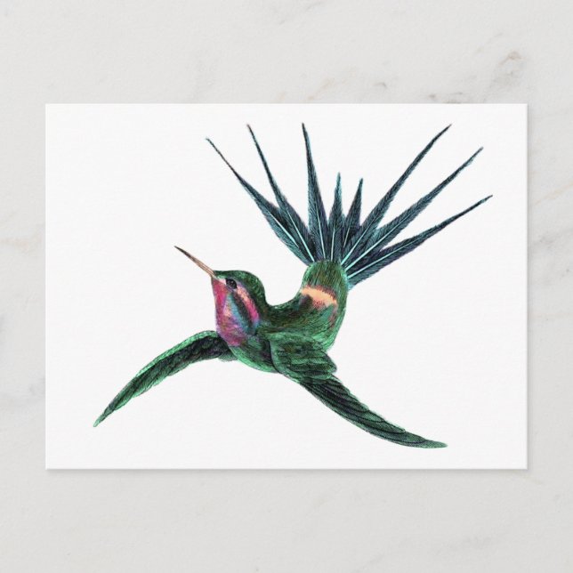Farbenfroh Hummingbird Postkarte (Vorderseite)