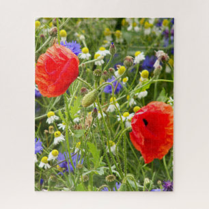 farbenfroh, weiß, rot, Mohn, Wiese, Natur,