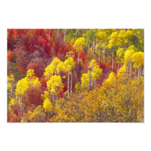 Farbenfrohe Apfel im Logan Canyon Utah im 2. Fotodruck