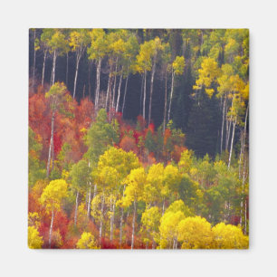 Farbenfrohe Apfel im Logan Canyon Utah im Tal Magnet