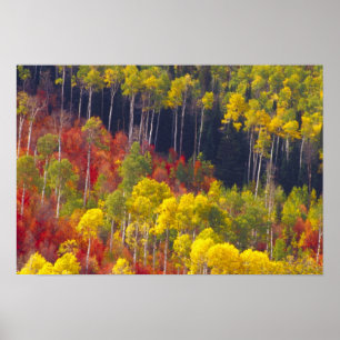 Farbenfrohe Apfel im Logan Canyon Utah Poster