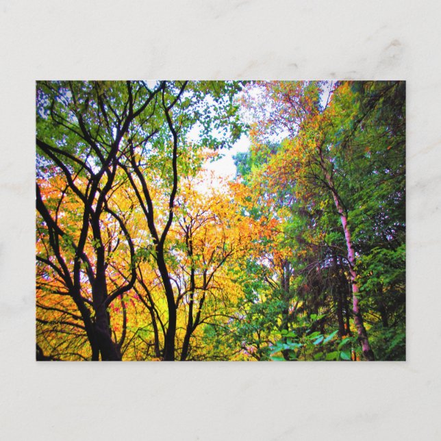 Farbenfrohe Bäume Blätter Landschaftliche Natur Postkarte (Vorderseite)