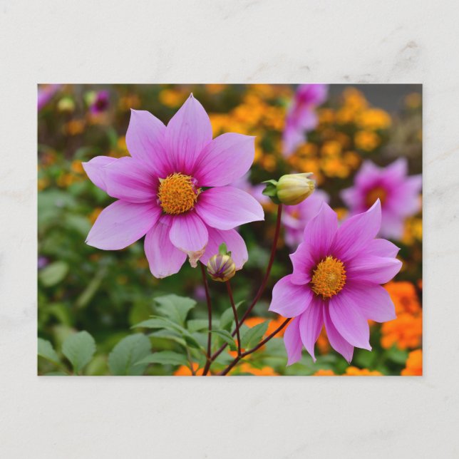 Farbenfrohe blühende Dahlia Blume Postkarte (Vorderseite)