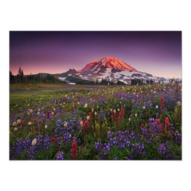Farbenfrohe Blume im Rainier Nationalpark Poster (Vorderseite)