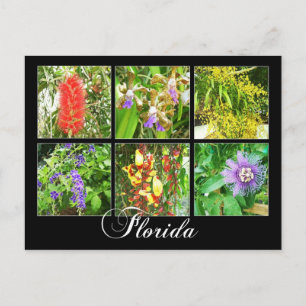 Farbenfrohe Blüten in Florida Postkarte
