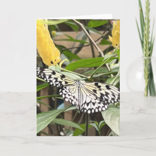 Farbenfrohe Butterfly-Begrüßung Karte