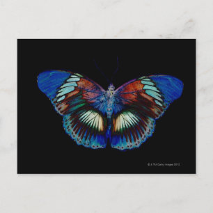 Farbenfrohe Butterfly-Gestaltung vor schwarzem Hin Postkarte