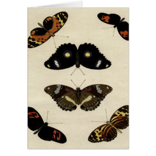 Farbenfrohe Butterfly-Medley auf Creme Background