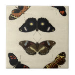 Farbenfrohe Butterfly-Medley auf Creme Background Fliese<br><div class="desc">Ein lebendiges,  farbenfroh-schmetterlingiges Set über einem cremefarbenen Hintergrund. Jedes Insekt wird mit exquisiten Details gezeichnet,  um die Schönheit und das Wesen jeder einzelnen Kreatur zu erfassen. Ein großartiges Geschenk für den Schmetterlingsliebhaber in deinem Leben!</div>