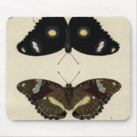 Farbenfrohe Butterfly-Medley auf Creme Background