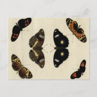 Farbenfrohe Butterfly-Medley auf Creme Background