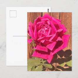 Farbenfrohe Elegante Rosa Blume Rosa Blütenfarben Postkarte