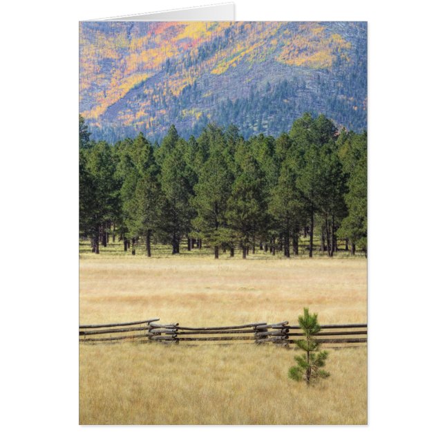 Farbenfrohe Flagstaff field (Vorne)