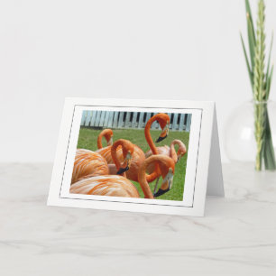 Farbenfrohe Flamingos Grußkarte Karte