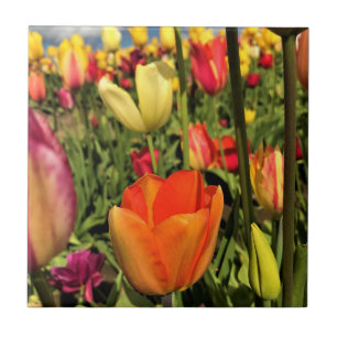 Farbenfrohe Frühlingshuppen Fliese