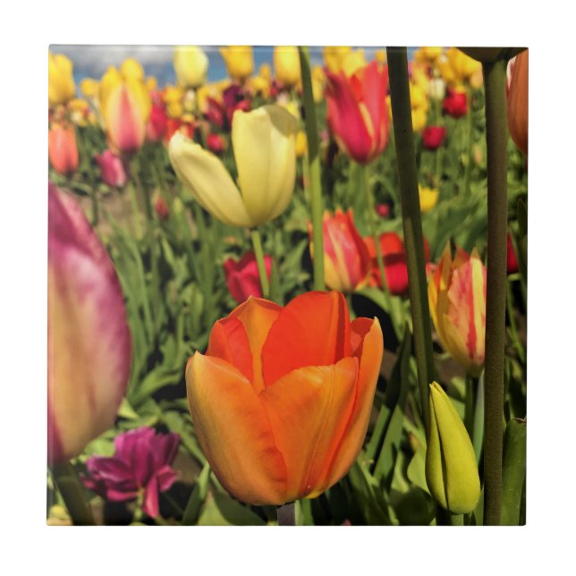 Farbenfrohe Frühlingshuppen Fliese (Vorderseite)