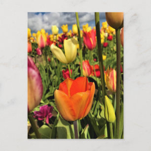 Farbenfrohe Frühlingshuppen Postkarte