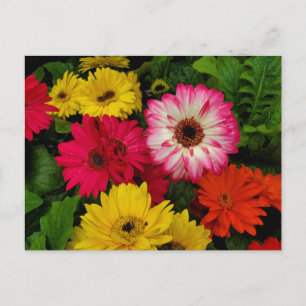 Farbenfrohe Gänseblümchen Postkarte