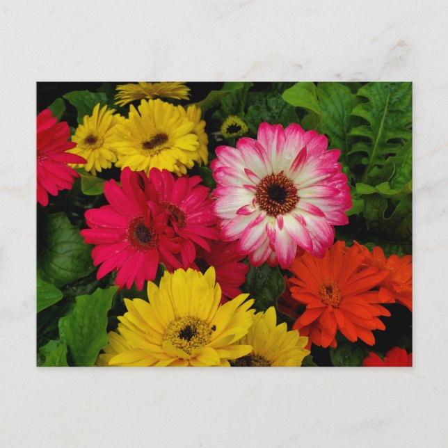 Farbenfrohe Gänseblümchen Postkarte (Vorderseite)