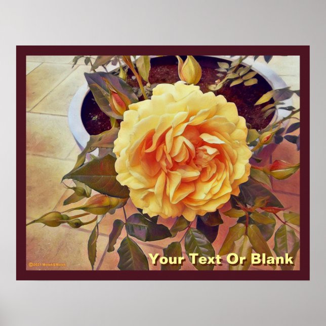 Farbenfrohe Gelbe Rose Poster (Vorne)