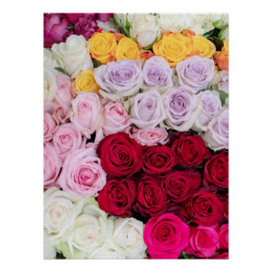 Farbenfrohe gemischte Rosen Poster