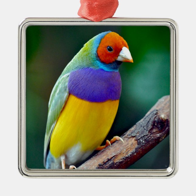 Farbenfrohe goldene Finte Silbernes Ornament (Vorne)
