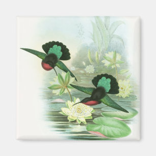 Farbenfrohe Gould Hummingbirds Square Magnet