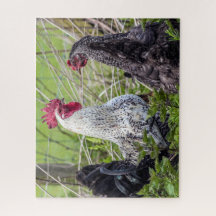 farbenfrohe Hähnchen