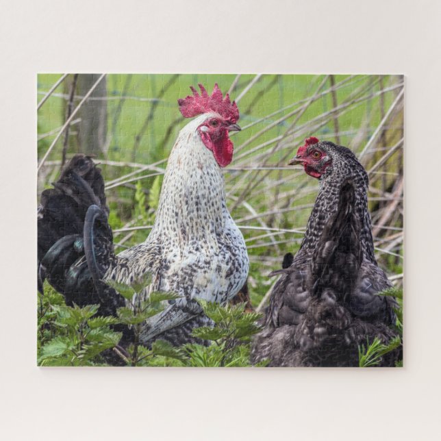 farbenfrohe Hähnchen (Horizontal)