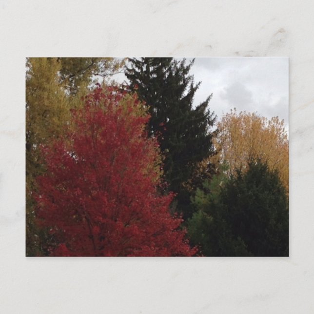 Farbenfrohe Herbstbaum Foto Postkarten (Vorderseite)