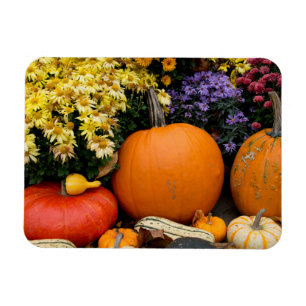 Farbenfrohe Herbstdekoration mit Kürbissen Magnet