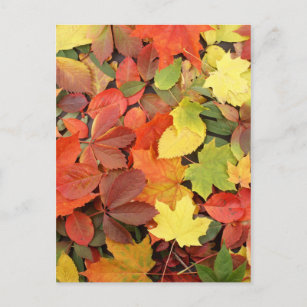 Farbenfrohe Hintergründe der stürmischen Blätter Postkarte