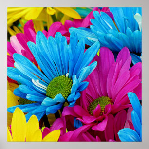 Farbenfrohe Hot Pink Aquamarin Blue Gerber Blume Poster