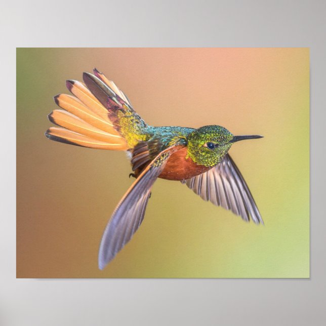 Farbenfrohe Hummingbird Fliegen Poster (Vorne)